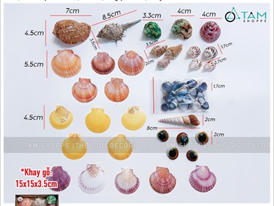 Set vỏ sò ốc hộp gỗ ốc khế màu rực rỡ [Hàng đẹp - 11 kiểu] VOSOOC-SET03
